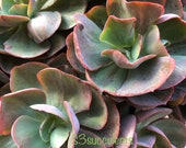 Echeveria 39 Suyon 39 Cutting Rare Succulent Korea Import
