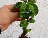 Hoya Krinkle 8 x 1 Rooted Plant House Plant Live Plants