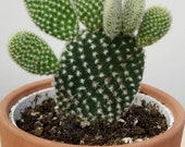 Angel Wing Cactus