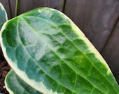 Hoya Macrophylla Variegata, Rare Live Plant
