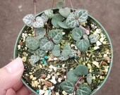 Ceropegia Woodii 39 String of hearts plant 39