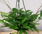 Hoya Publicalyx Wax House Plant x 3 well rooted cutting House Plant Live Plants