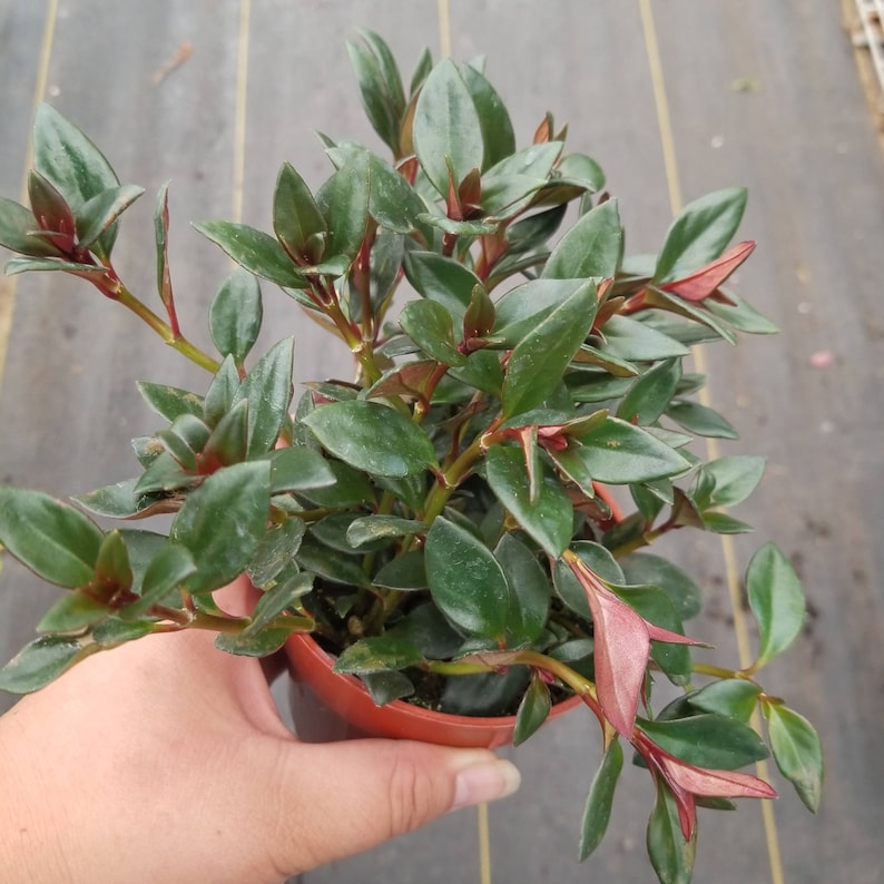 Nematanthus gregarius Goldfish Plant /'Shady Ladies Mae/' \u00a0