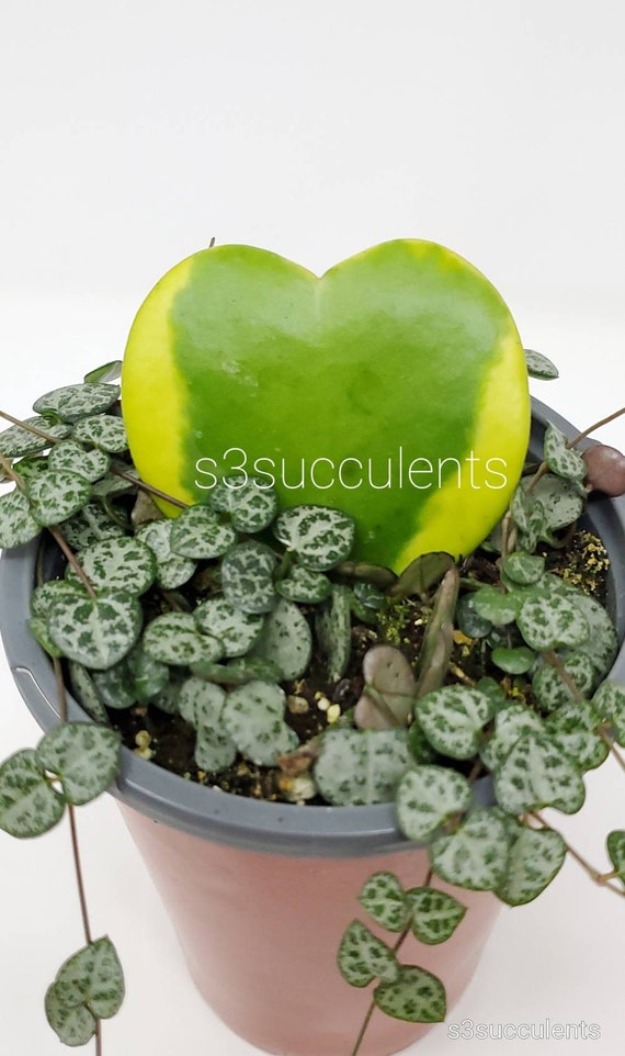 Hoya Kerri Variegated and String of Hearts 4 Inch Pot Etsy