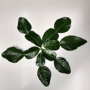Kaffir Lime Leaves (Fresh-Picked at time of shipping)