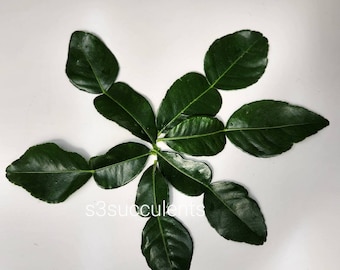 Kaffir Lime Leaves (Fresh-Picked at time of shipping)