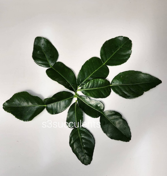 Kaffir Lime Leaves (Fresh-Picked at time of shipping)
