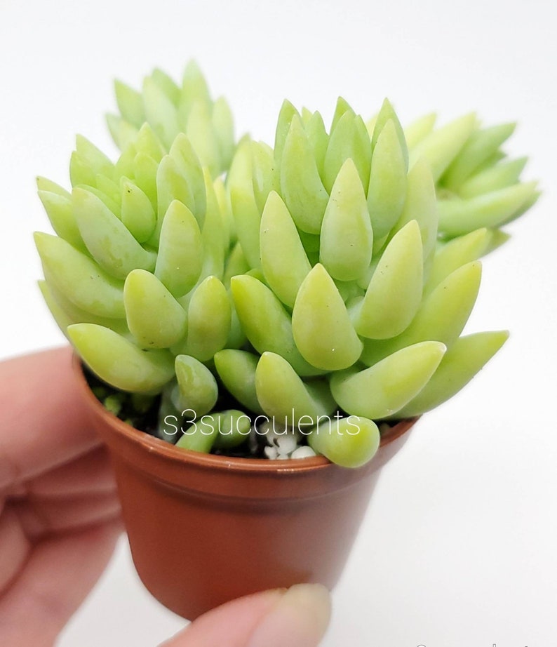 Donkey's tail rooted in 2 Pot / Live plants image 2