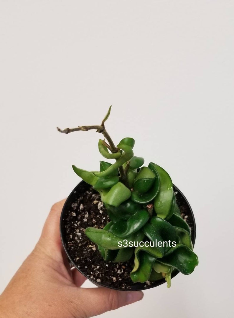 Hoya Hindu Rope /'Hoya Compacta/' x 1 Rooted Plant Live Plants