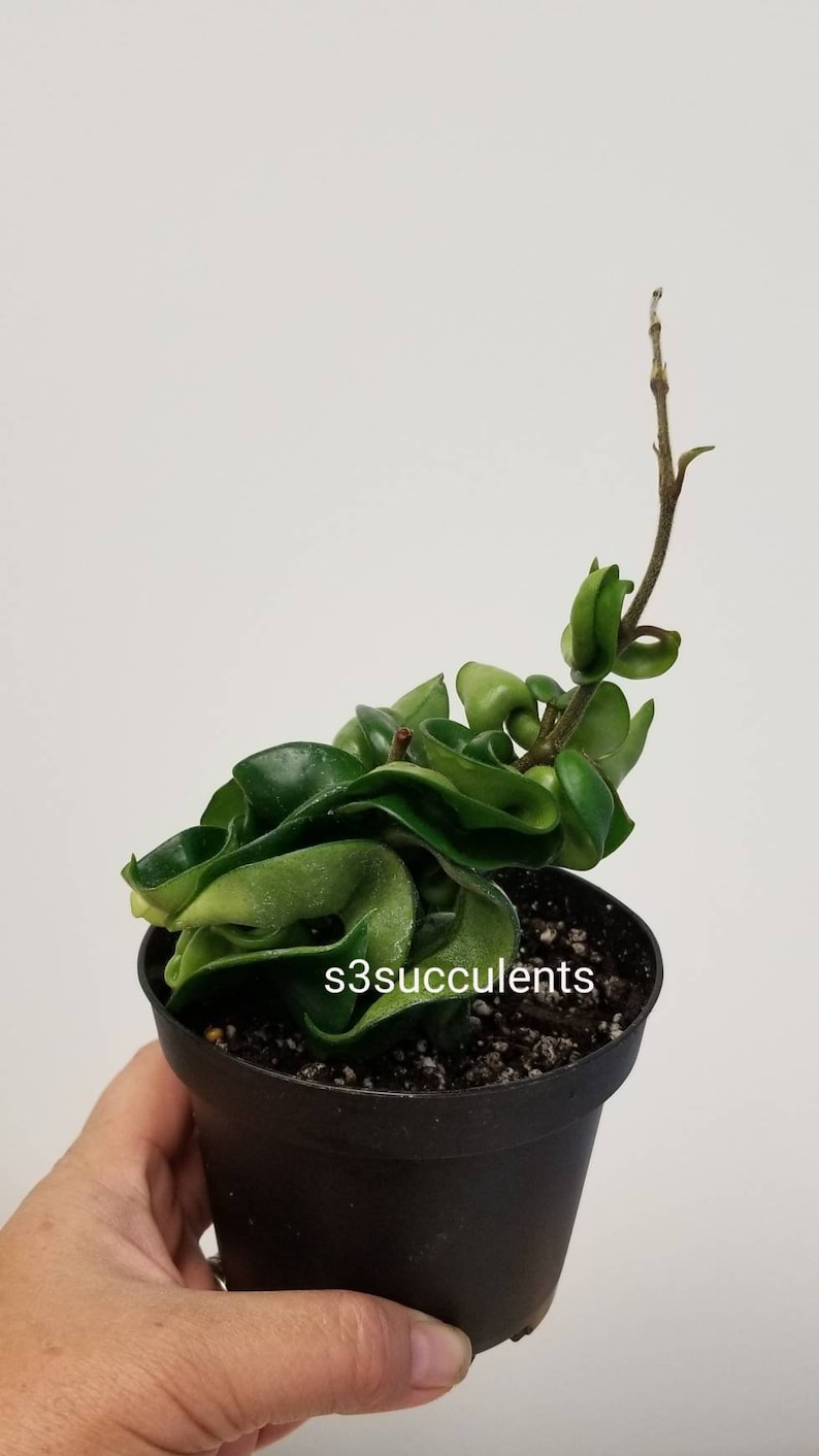 Hoya Hindu Rope /'Hoya Compacta/' x 1 Rooted Plant Live Plants