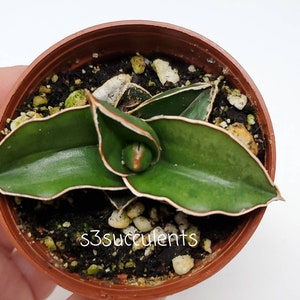 Sansevieria 'S. Ehrenbergii' Samurai Dwarf 3 Inch Pot / Live Plant