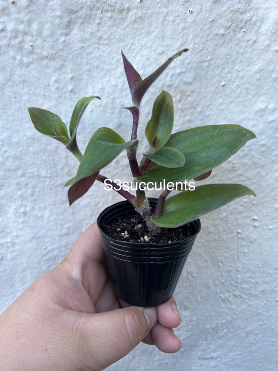 Red Hill Tradescantia - Etsy