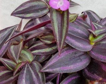 3 Cuttings - Tradescantia Zebrina 'Red'