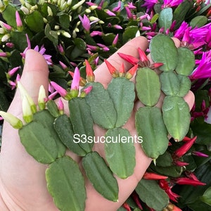 Easter Cactus Cuttings