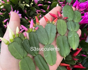 Boutures de cactus de Pâques