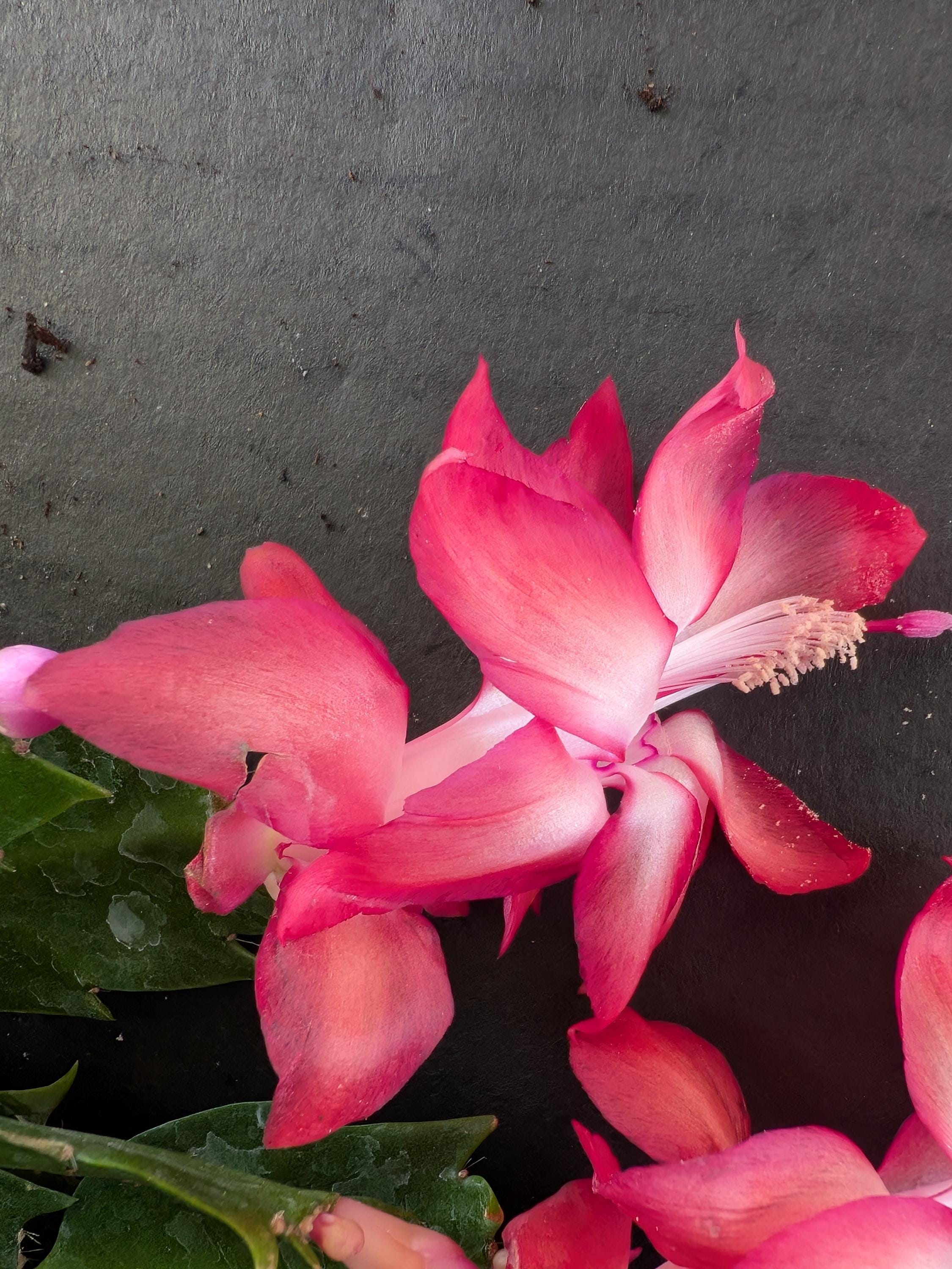 Thor Keri Thanksgiving Cactus - Etsy