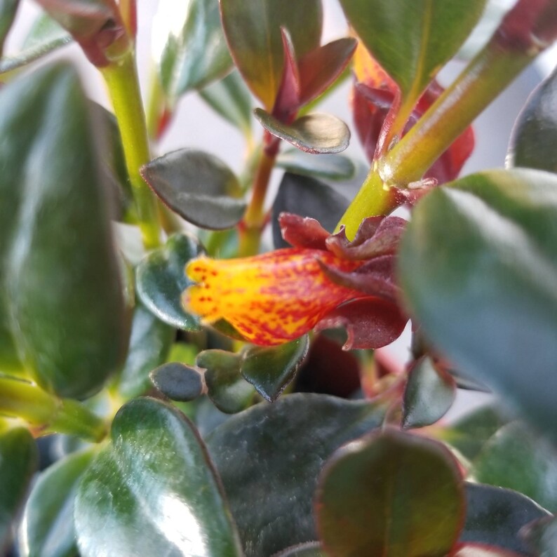 Nematanthus gregarius Goldfish Plant /'Shady Ladies Mae/' \u00a0