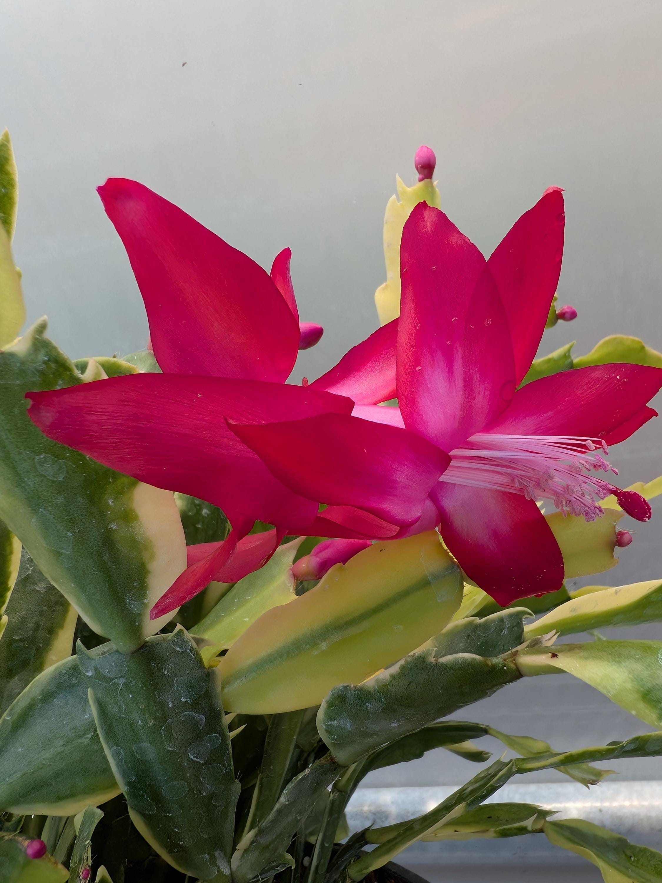 La Schlumbergera O Cactus De Navidad - Foto 8