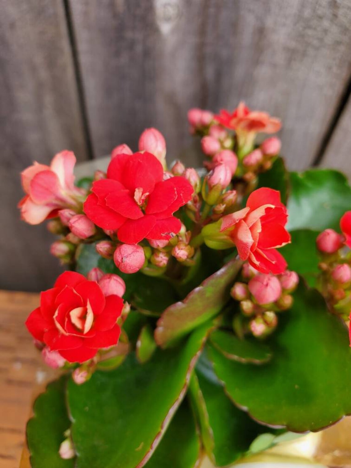 Potted Kalanchoe Blossfeldiana Calandiva Live Plant Etsy