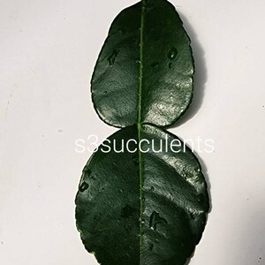 Kaffir Lime Leaves (Fresh-Picked at time of shipping) image 2