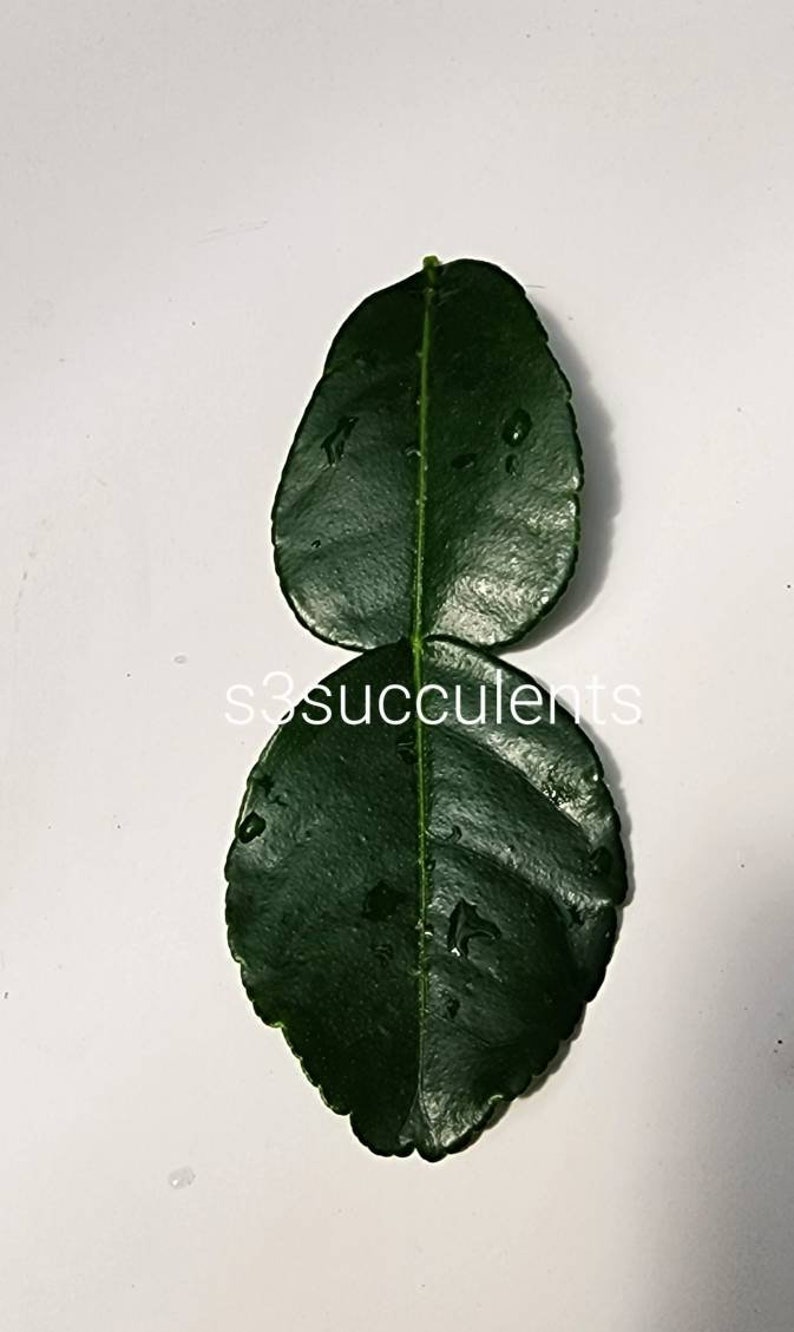 Kaffir Lime Leaves (Fresh-Picked at time of shipping) image 2