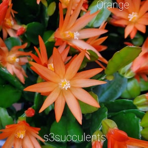 May include: A close-up of a potted orange Christmas cactus with multiple blooms. The plant has green stems and leaves. The text "Orange" and "s3succulents" are visible in the image.