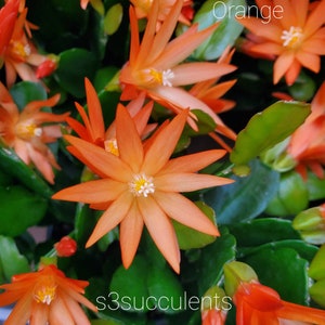 Easter Cactus Pink, orange,  Red Live Plant Rooted Rhipsalidopsis Hatiora