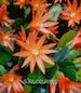 Easter Cactus Pink, orange, Red Live Plant Rooted Rhipsalidopsis Hatiora