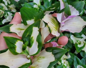 May include: A close-up of a hand holding a bunch of variegated Tradescantia zebrina, also known as Wandering Jew, with white and green leaves. The leaves have a striped pattern and are slightly curled.