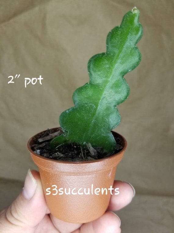 Rooted Fishbone Cactus Starter Plant 