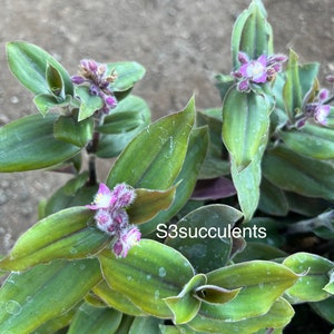 Red Hill Tradescantia