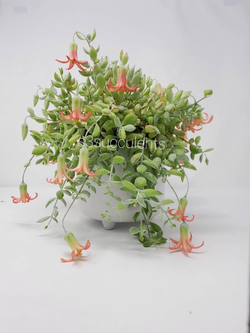 Cotyledon Pendens RARE Live Succulents Starter Plants