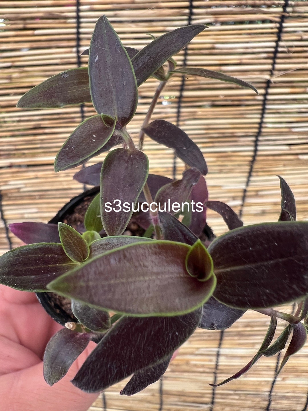 Jose Puig Tradescantia - Etsy