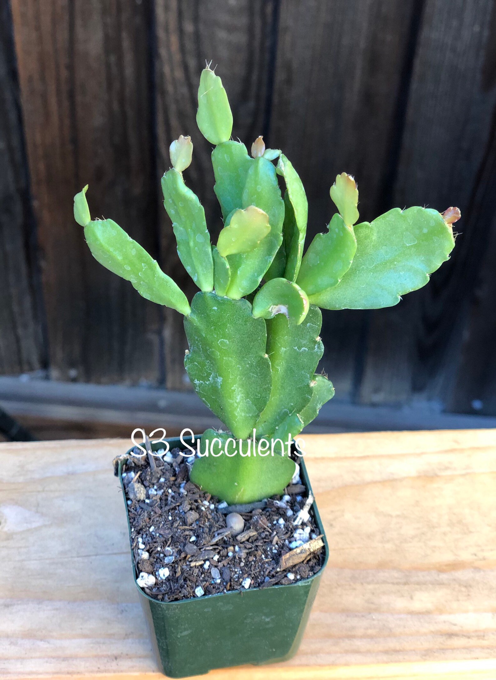 True Christmas Cactus Etsy