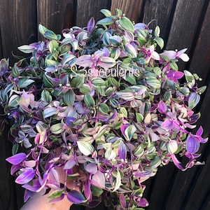 May include: A close-up of a bunch of purple and green variegated Wandering Jew houseplants. The leaves are long and slender with white stripes.