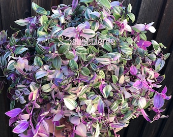 Tradescantia Albiflora Rainbow/ Pink Princess aka Tricolor/ Rare plante d'intérieur