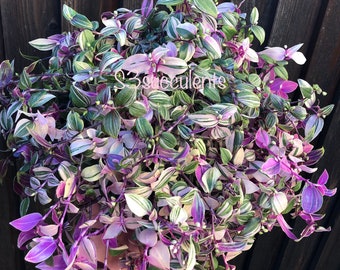 May include: A close-up of a bunch of purple and green variegated Wandering Jew houseplants. The leaves are long and slender with white stripes.