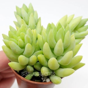 Donkey's tail rooted in 2 Pot / Live plants image 1