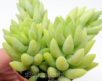 Donkey's tail rooted in 2" Pot / Live plants