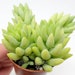 see more listings in the Succulents section