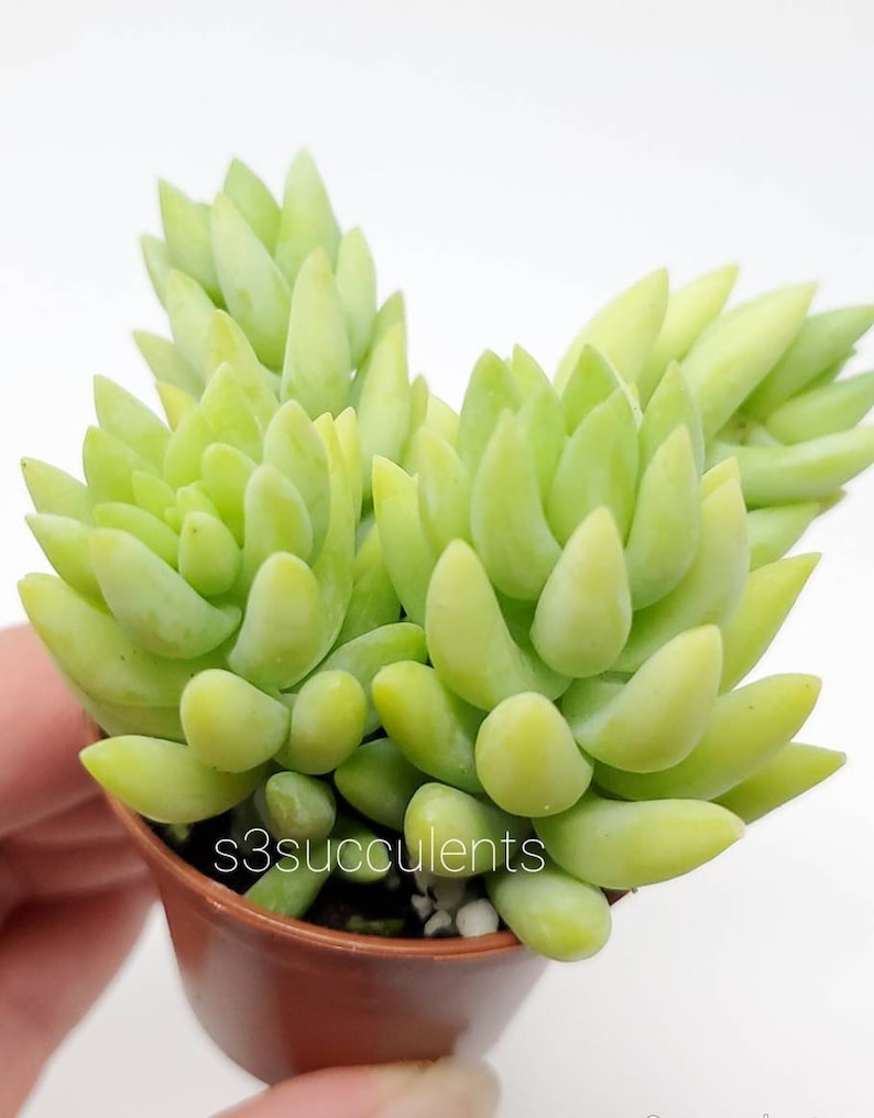 Donkey's tail rooted in 2 Pot / Live plants image 1