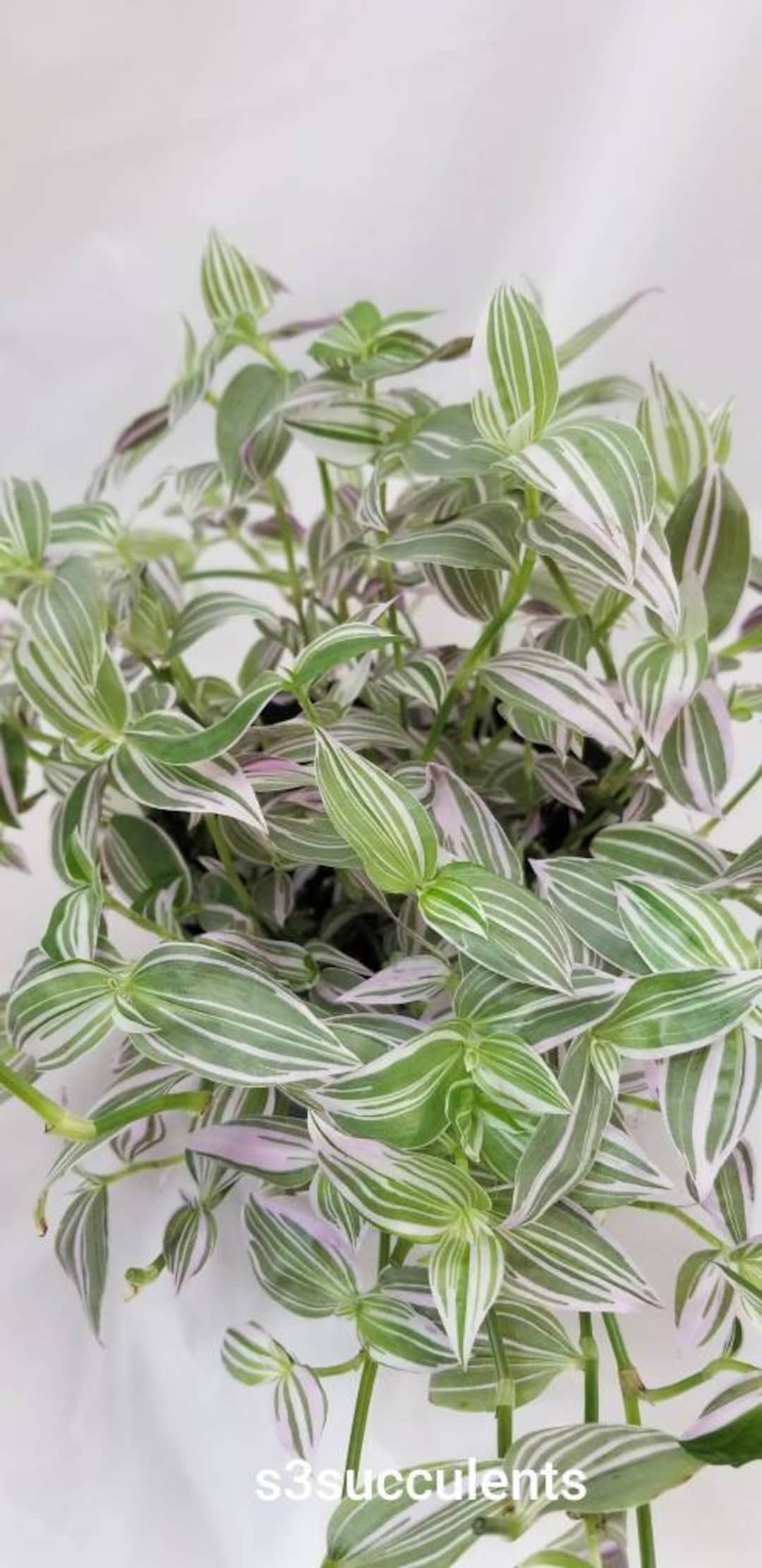 Tradescantia Flumenisis 'lavender' - Etsy