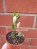 Silver Dollar Vine / String of Coins 'Xerosicyos Danguyi' Rooted Plants / Live plant shown in 4' pot 