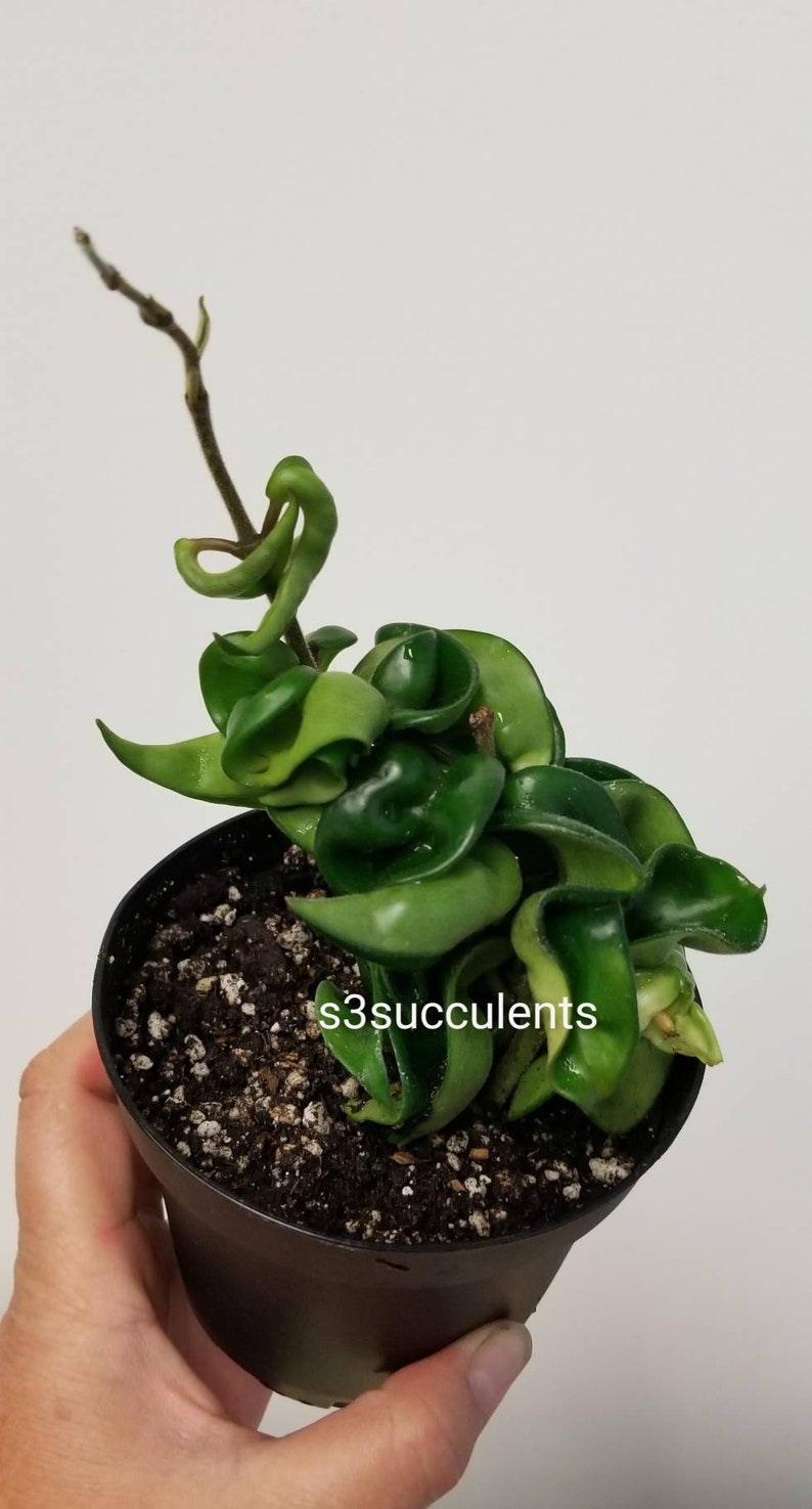 Hoya Hindu Rope /'Hoya Compacta/' x 1 Rooted Plant Live Plants