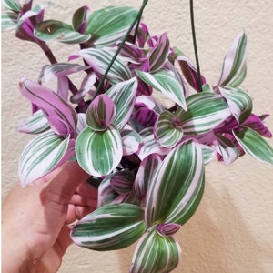 Tradescantia Blossfeldiana cerinthoides variegata &quot;Bubblegum/Lilac”