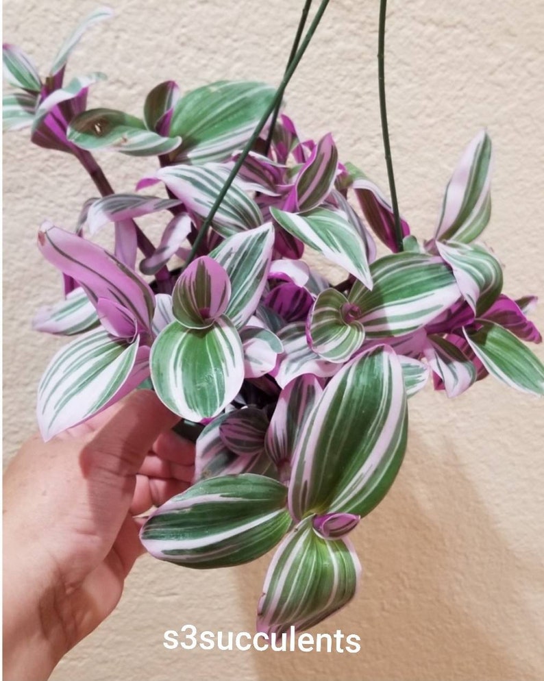 3 Cuttings Tradescantia Blossfeldiana cerinthoides variegata Bubblegum/Lilac image 1