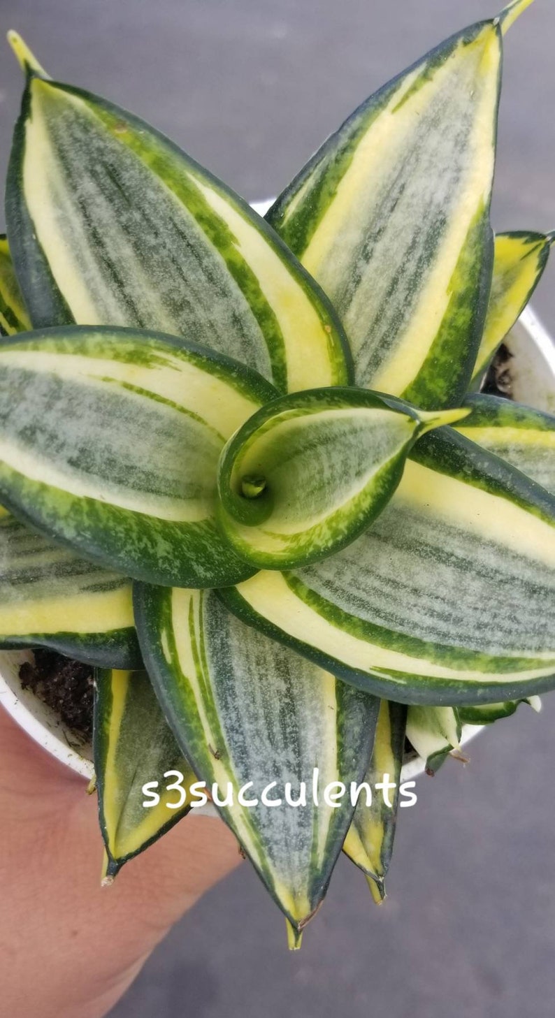 Golden Bird/'s Nest Sansevieria Live Plant Sansevieria trifasciata /'Golden Hahnii/'