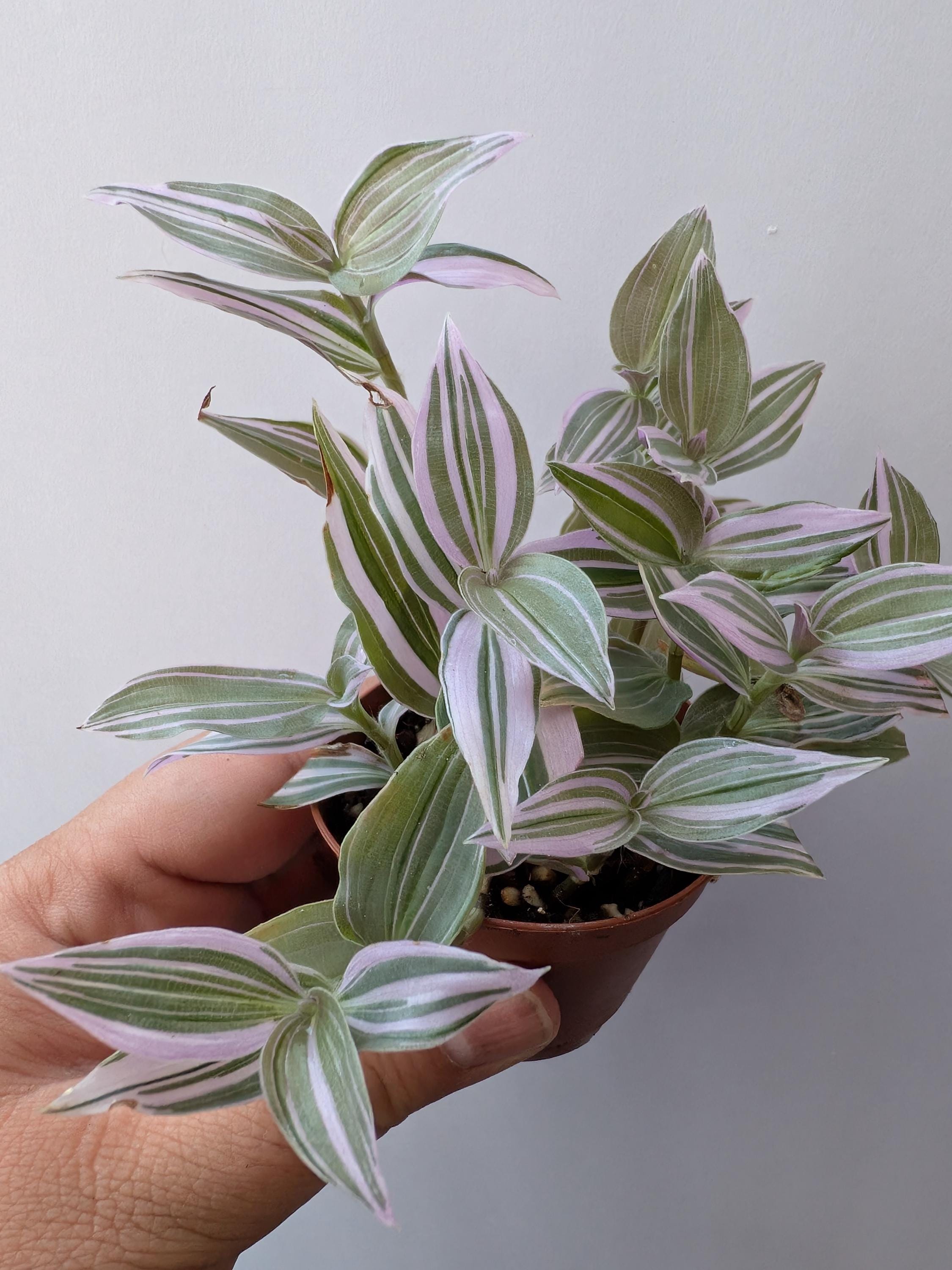 Tradescantia Flumenisis 'lavender' - Etsy