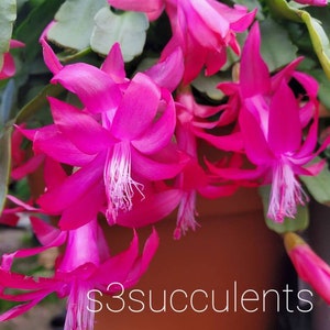 True Christmas  Cactus