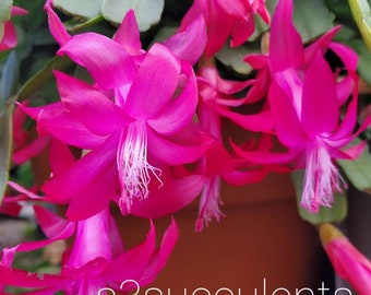 True Christmas  Cactus